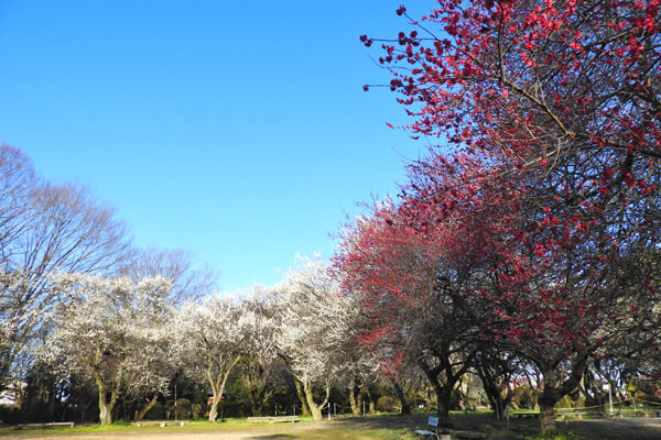 満開の梅