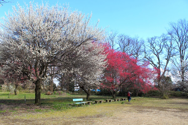 境内南部のグラウンド周辺が最も華やぎます